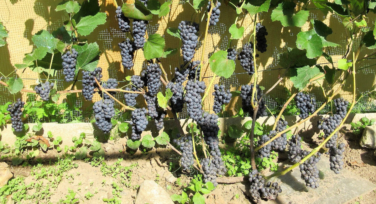 Винные сорта винограда для средней полосы России
