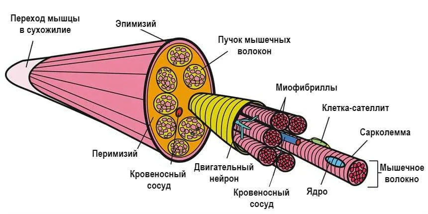 Рисунок строение мышечного волокна