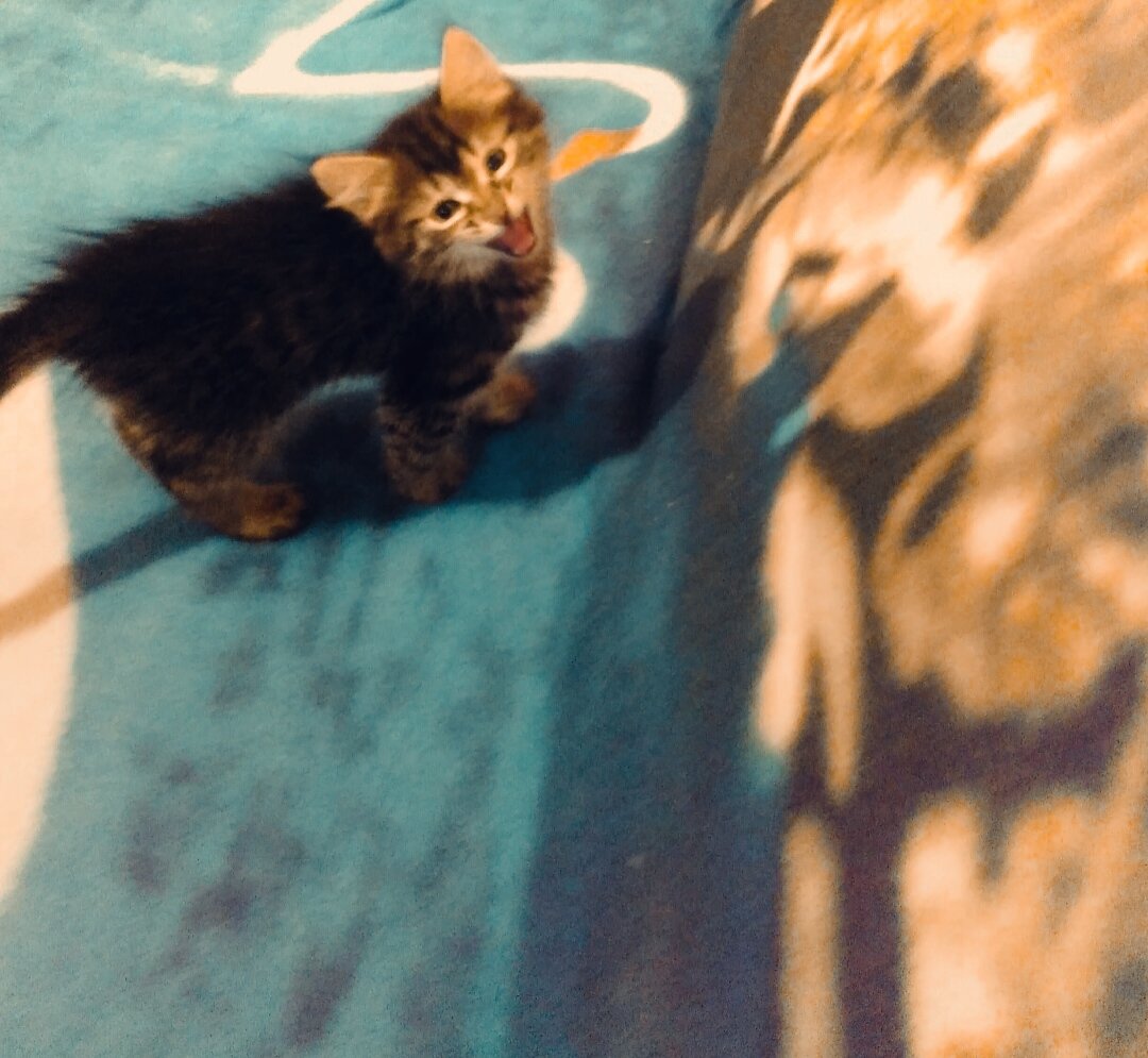 Котёнок наполнил дом радостью.