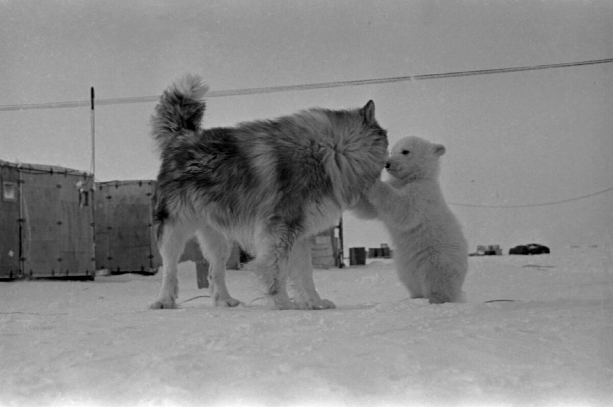 Белые медвежата на дрейфующей станции «Северный полюс – 19» | Новости ...