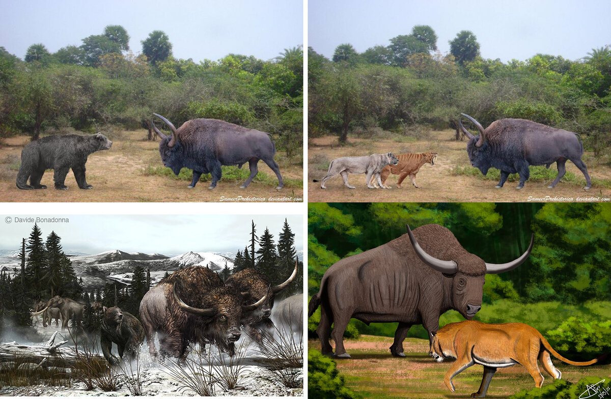 Бизон буйвол разница в среде обитания таблица. Бизон буйвол разница в обитании таблица. Охота на бизона 2023