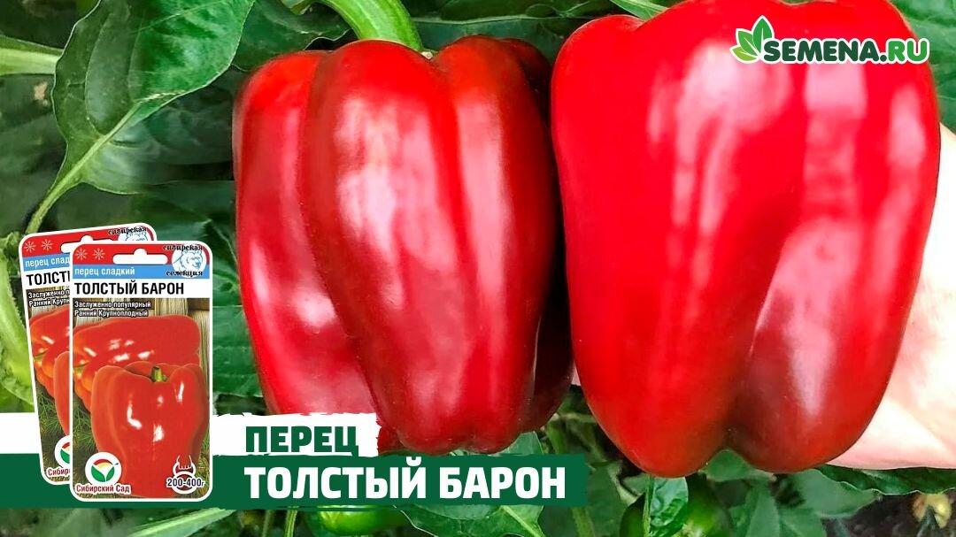 Перец сорт толстый барон отзывы фото