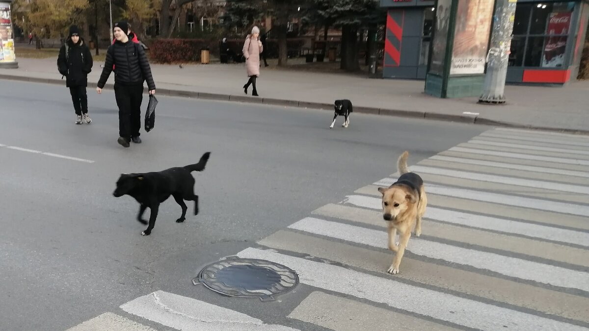 Фото: телеканал "Царьград"