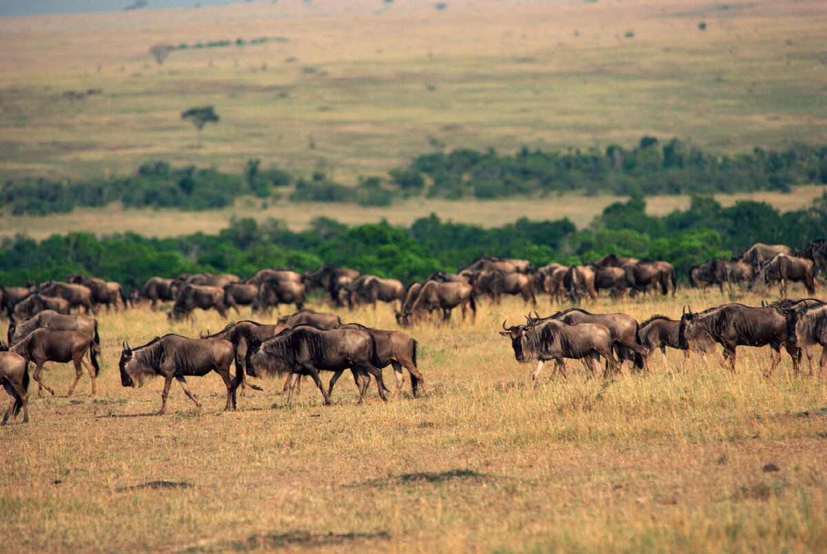 Миграция антилоп