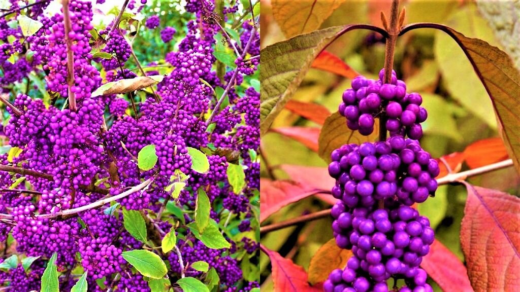 Эффектный кустарник красивый даже зимой! | GardenLife | Дзен