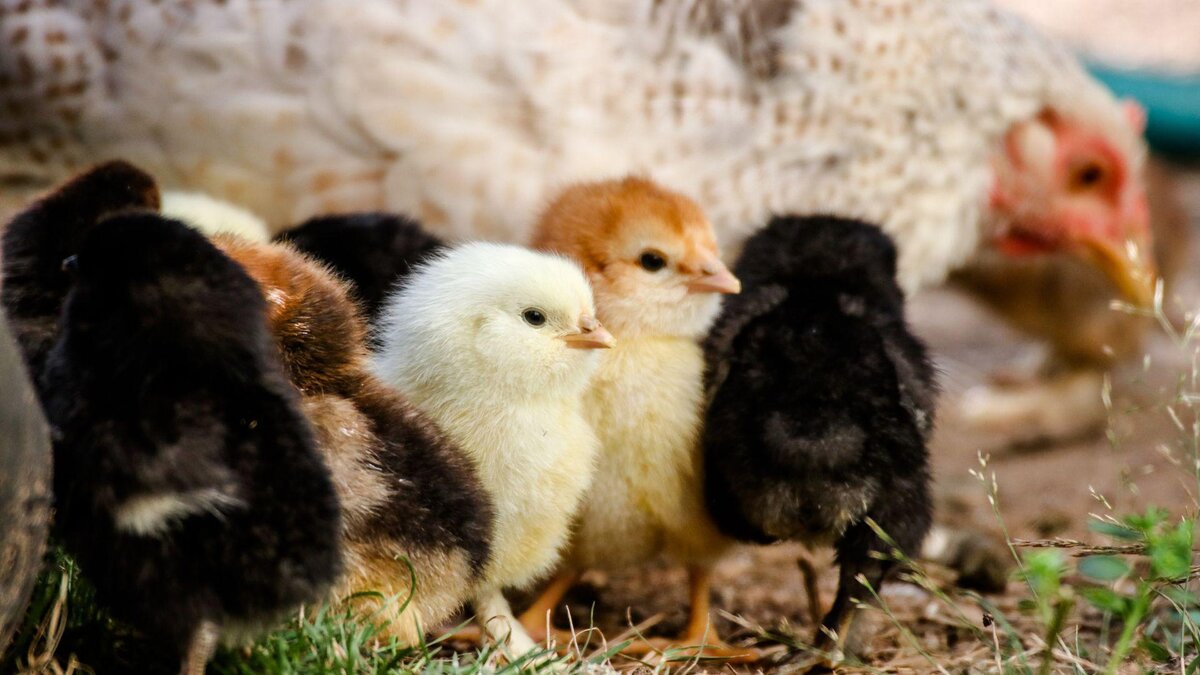 Фото: Michael Anfang/Unsplash