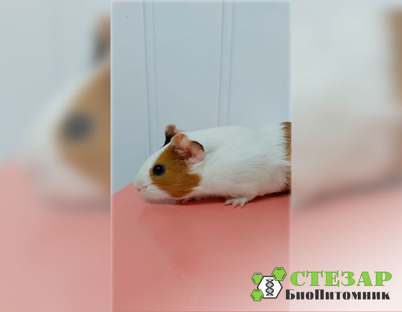 Морская свинка Агути в БиоПитомнике Стезар / Фото с нашего сайта www.biopitomnik.ru