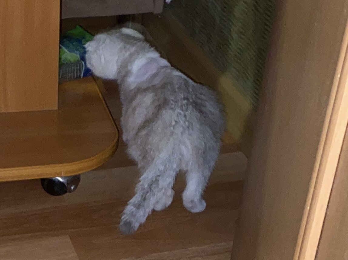 Вот так раздулся животик