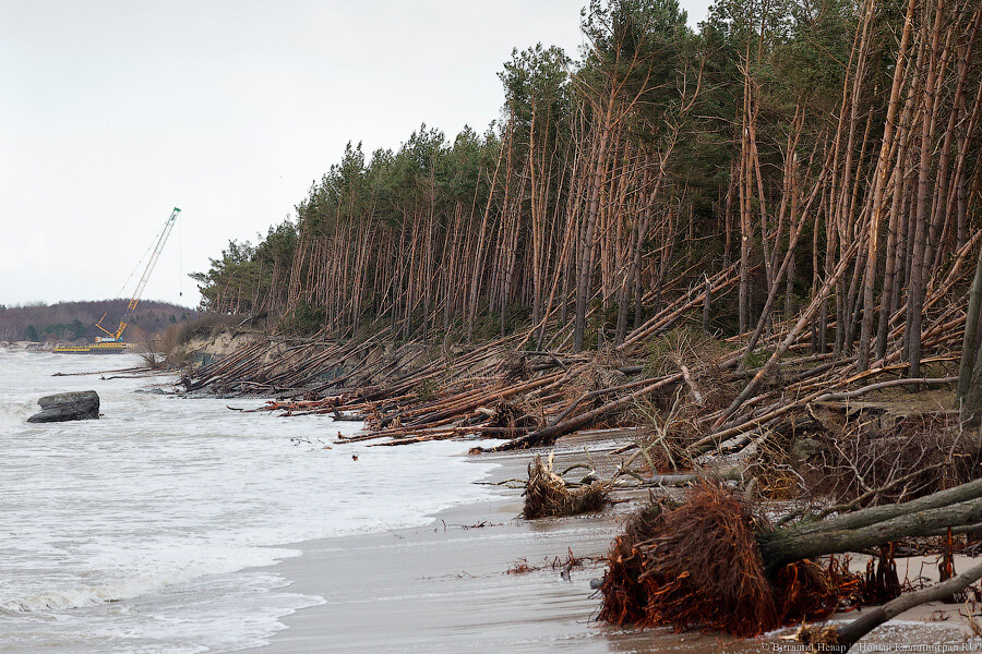 Фото: Виталий Невар / Новый Калининград