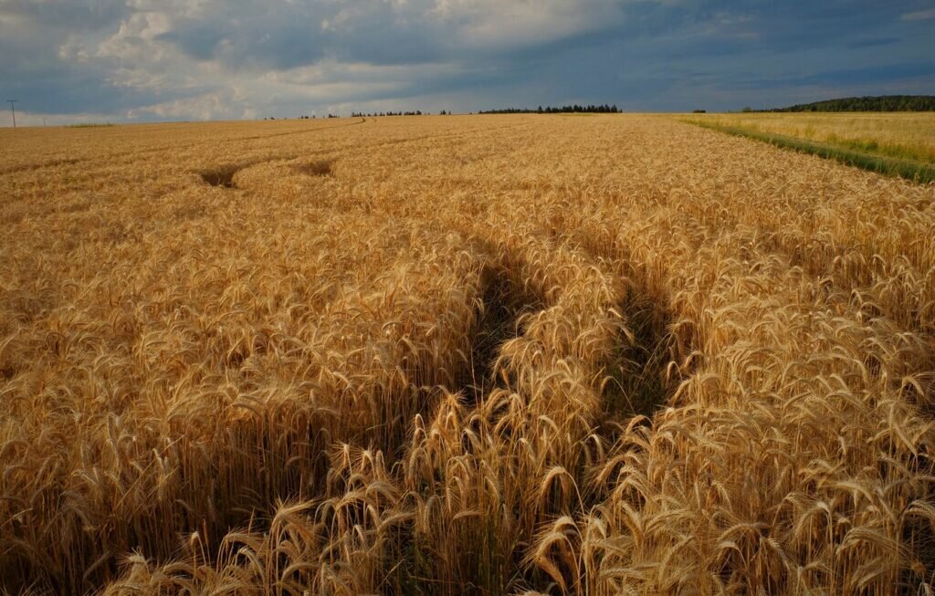    Рожь / ©Getty images