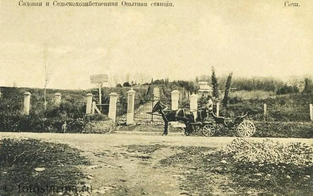 Сочинская сельскохозяйственная и Садовая опытная станция. Сочинская опытная станция. Саратовская сельскохозяйственная опытная станция. Сочинской опытной станции в 1936.