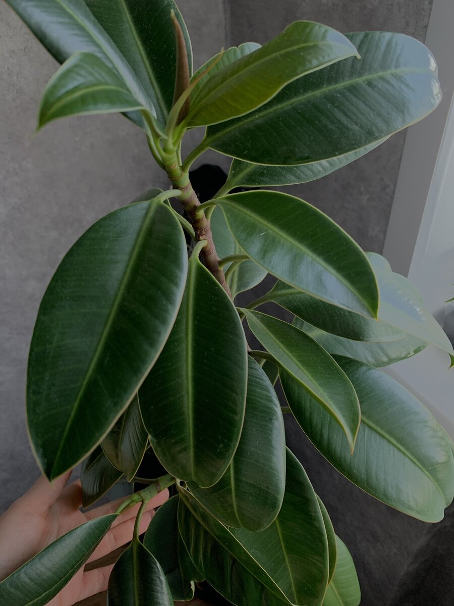 Каучуконосный (мой первый фикус)