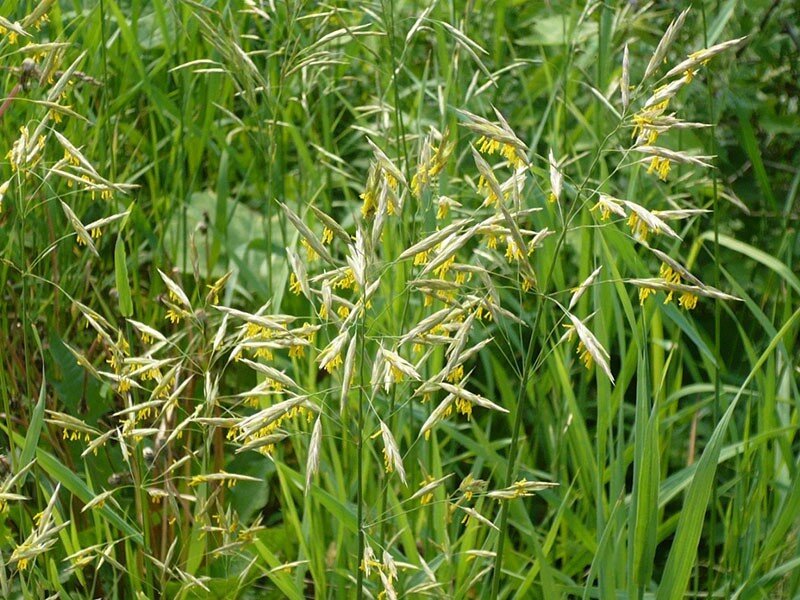 Костер безостый