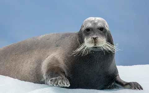 Лахтак. Фото из интернета. Длина взрослого морского зайца до 2-2,5 м.