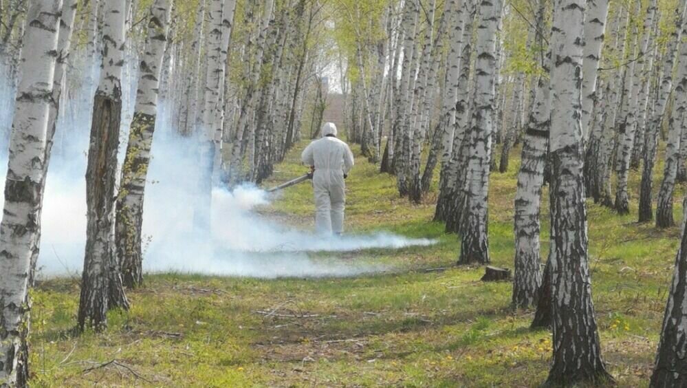     В Ростове на санитарное содержание городских лесов выделили более 27 миллионов рублей, объявление о конкурсе подрядчиков появилось в системе госзакупок.