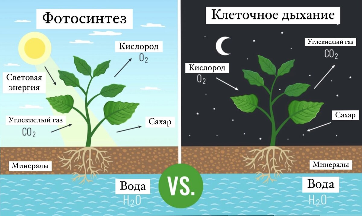 Про полезные растения. Часть 3. И чистый воздух в доме | PlantsForPeace |  Дзен