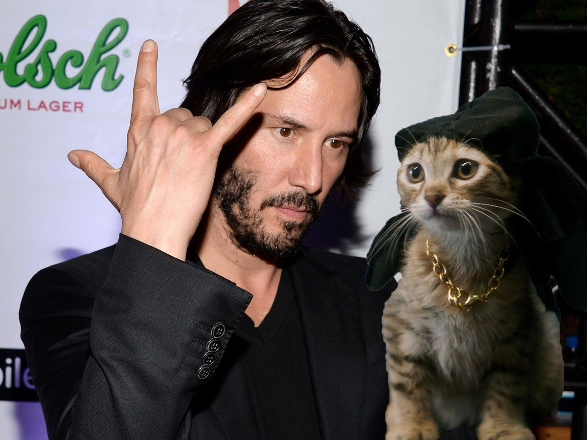 Keanu Reeves с котиком. Keanu Reeves with Cat. Киану Ривз с котами. Киану Ривз фотосессии с котиком.