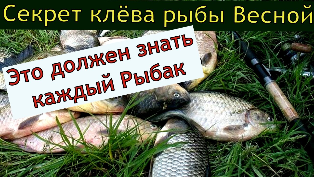 Fish XXL активатор клева: приманка для зимней рыбалки – Отзывы и где купить?