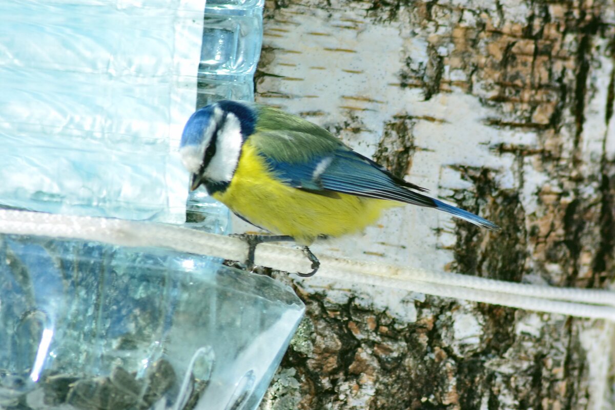 Лазоревка - самая красивая из синичьего семейства