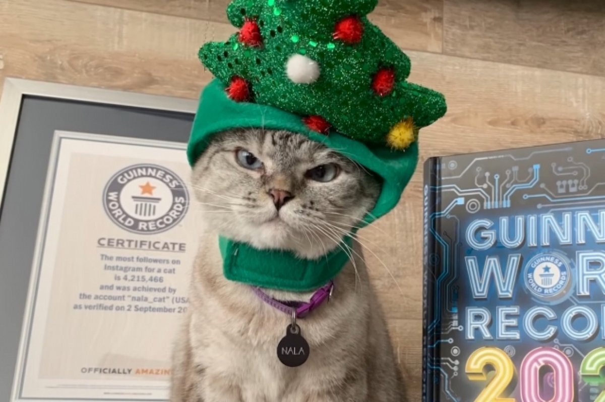    Самая популярная в мире кошка заработала более $100 миллионов