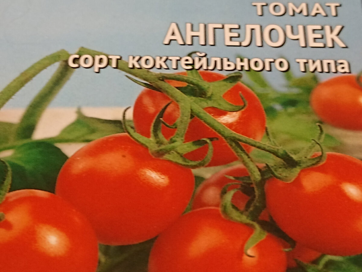 Томат Ангелочек. Фото автора