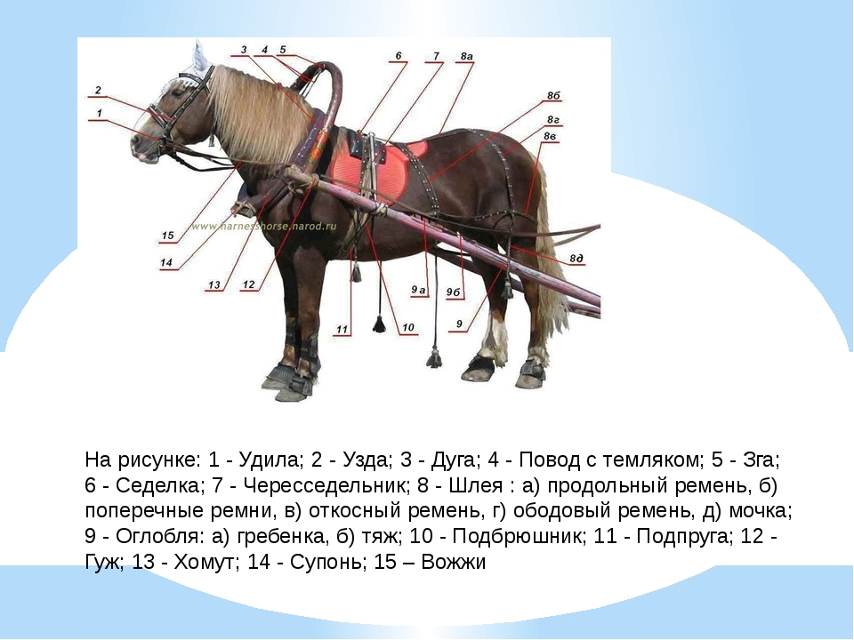 Оглобля. Название упряжки лошади. Упряжь для лошади схема. Детали упряжи для лошади.