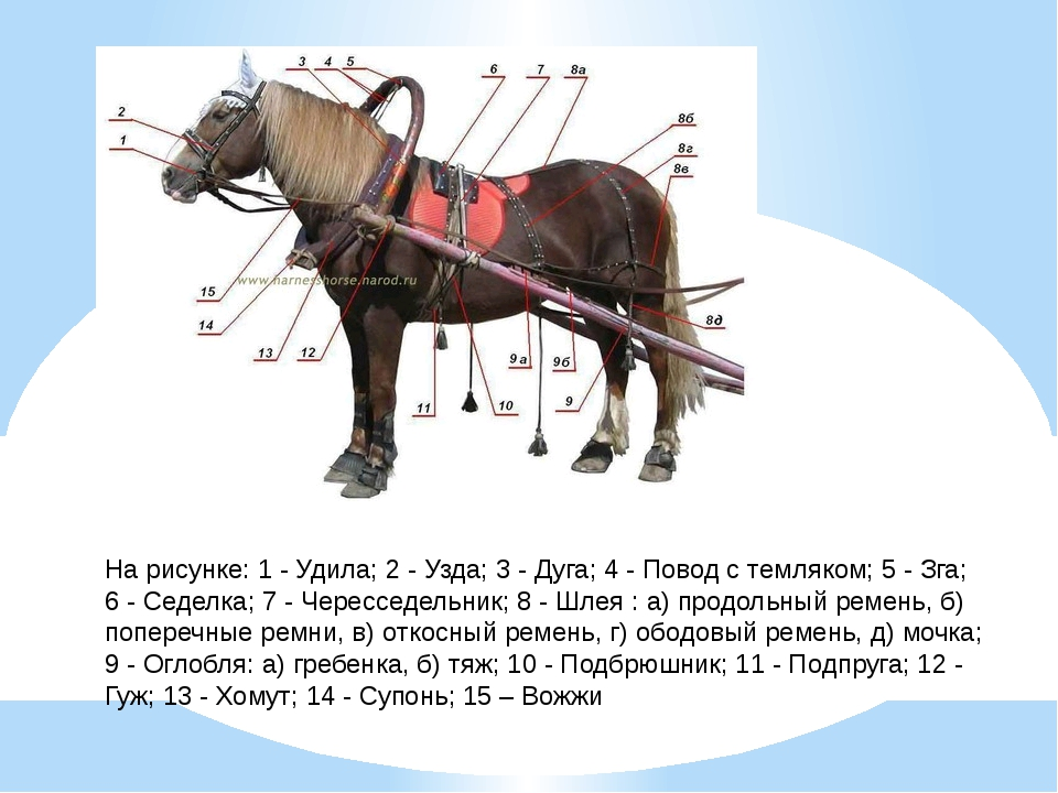 Дуговая упряжь для лошади. Упряжка лошадей название. Упряжь для лошади схема. Лошадь в упряжке.