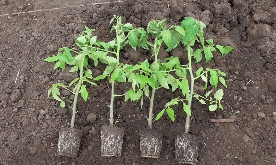 Фотография взята из источника fedoskinolife.ru