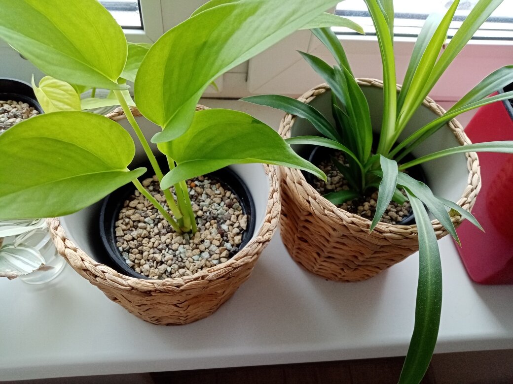 Малыши сидят во взрослых кашпо из ИКЕА. Фото автора