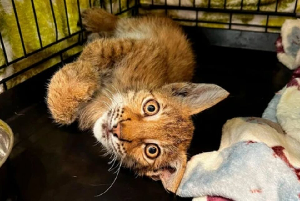 Рысенок Тимка