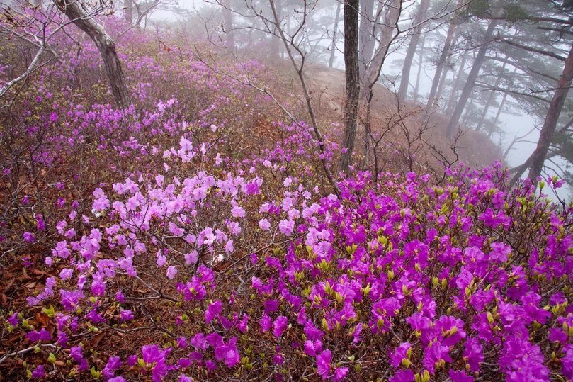 РОЗОВЫЙ ЛЕСНОЙ КОВЕР ФОТО: «ЗЕМЛЯ ЛЕОПАРДА» - ДИРЕКЦИЯ ЗАПОВЕДНИКОВ 