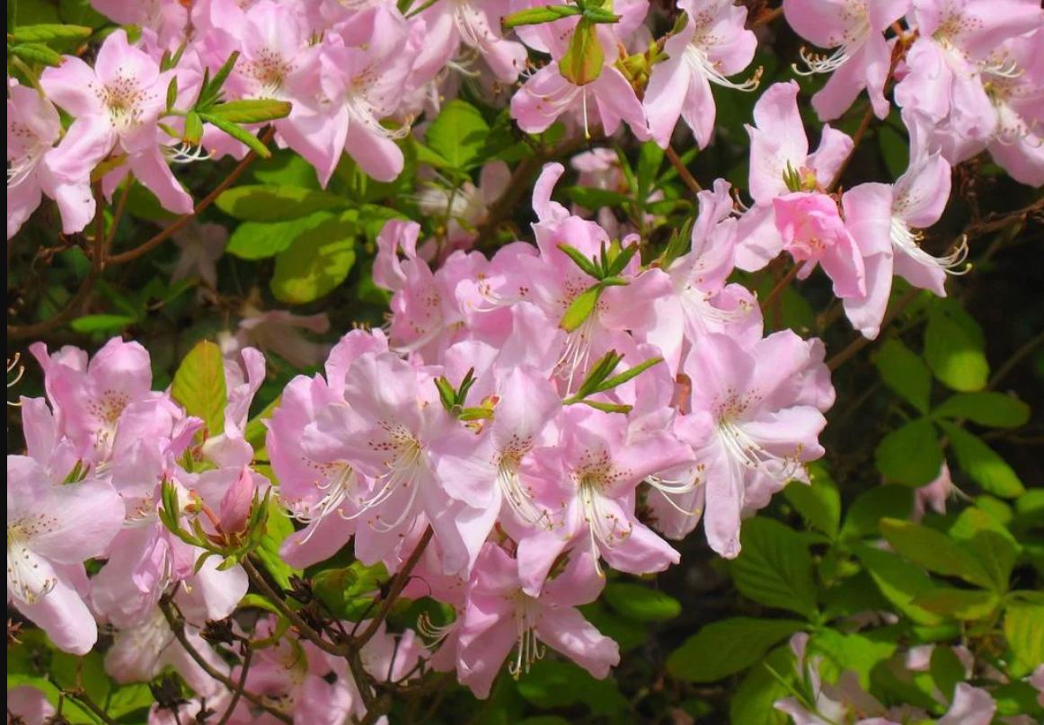 Источник фото https://treeshop.su/p354847872-rododendron-shlippenbaha-rhododendron.html