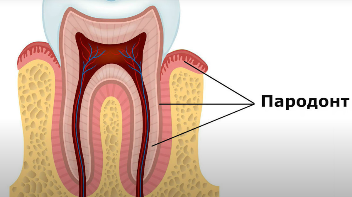 Ткань десен. Пародонт анатомия. Строение пародонта и периодонта. Маргинальный периодонт.