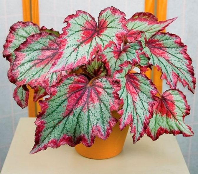 Бегония королевская  Фото взято из интернета