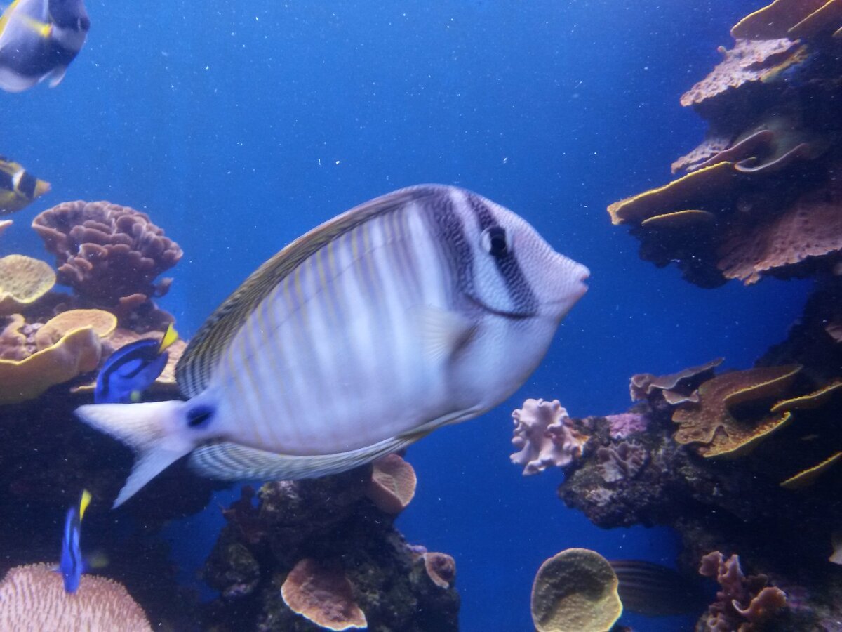 Ещё одна Красотка