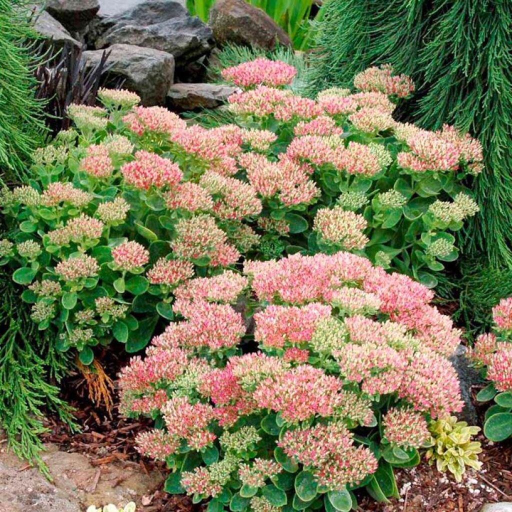 Очиток Видный (Sedum spectabile `Brilliant`)