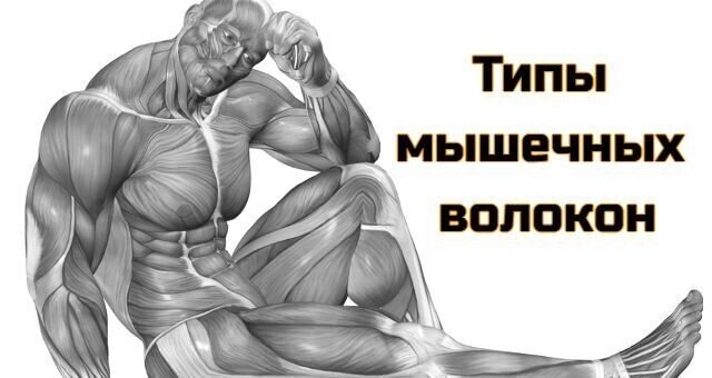 Быстрые мышцы. Медленные мышцы. Быстрые волокна мышц. Быстрая мускулатура.