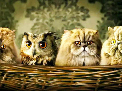 фото из Интернета