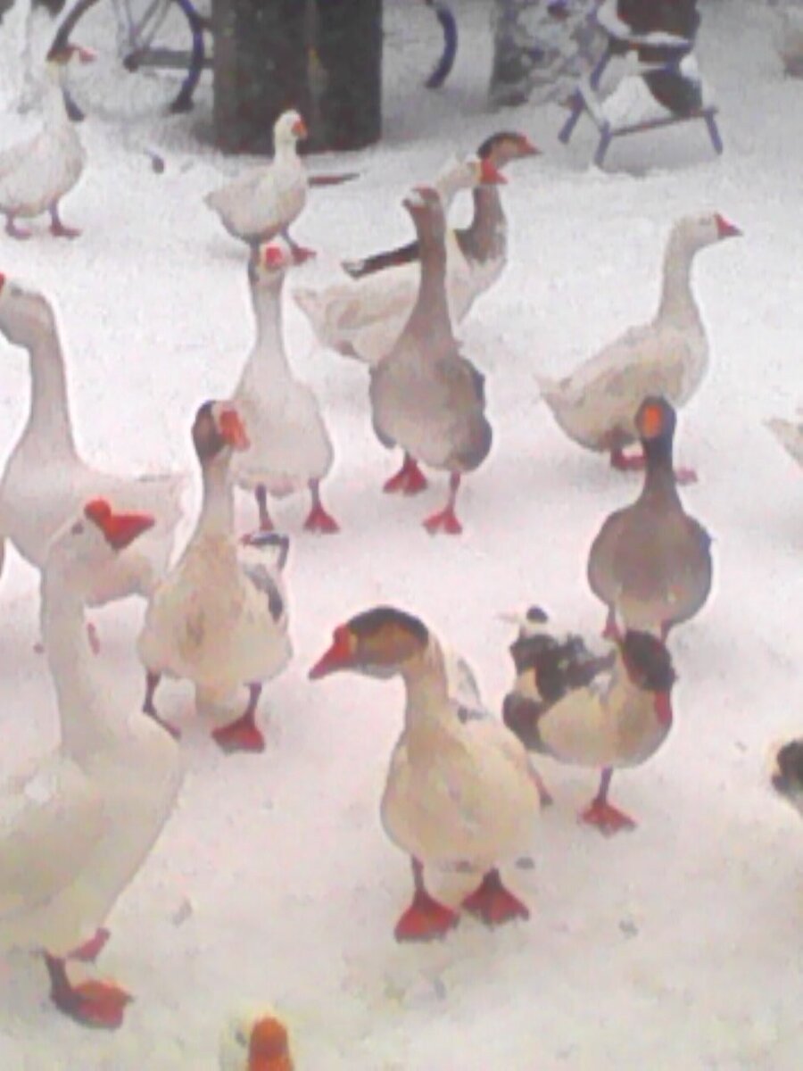 21 марта  - гуси прощаются с зимой. А снег падал и падал....