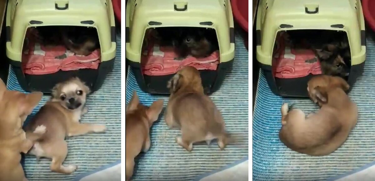 Тихий Океан и Шаня внутри спального бокса