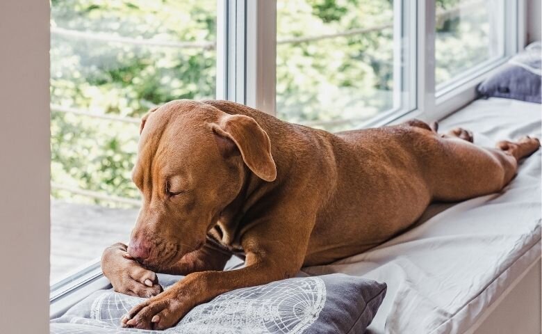 Какой подоконник выбрать для ПВХ окна? (источник: https://www.canva.com/) 