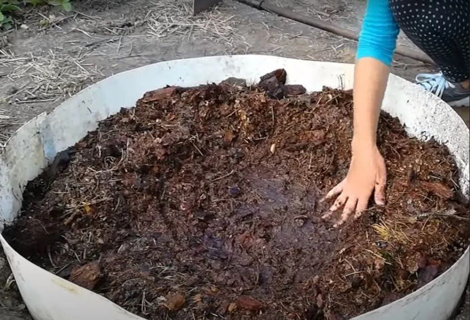 Грунт для голубики садовой: как подготовить почву, какой состав почвы нужен