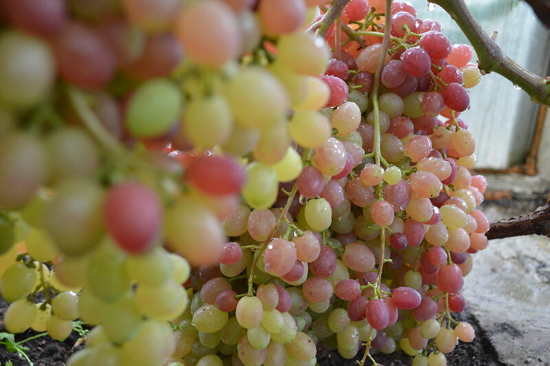 Своей фоточки Велеса у меня пока нет, поэтому заимствовала на форуме сайта vinograd.info у пользователя POZITIFF