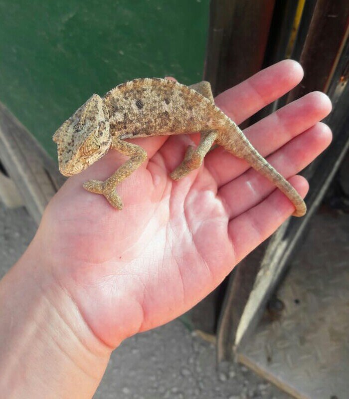 Фото хамелеона из архива автора