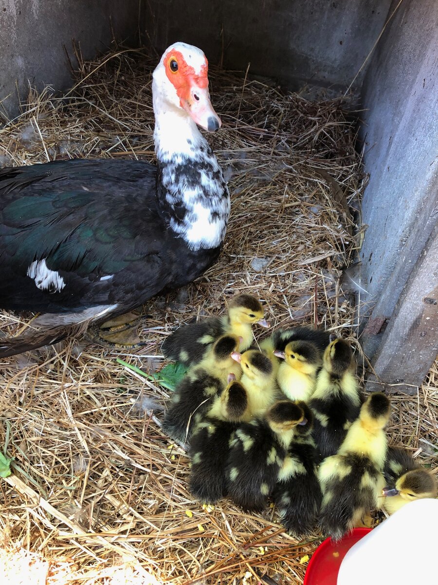 Первые утята нашего подворья