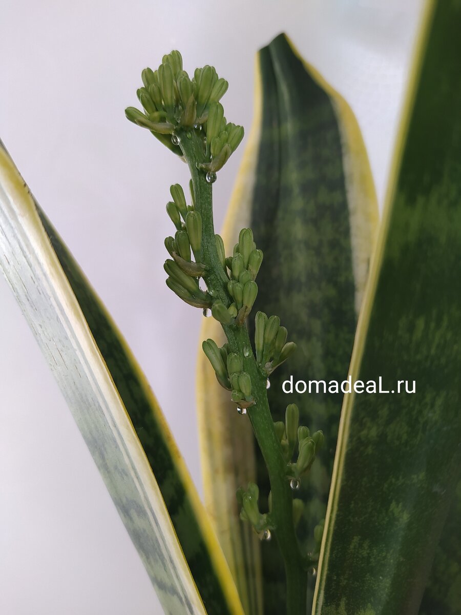 После пересадки решила первый раз цвести. Цветет и плачет