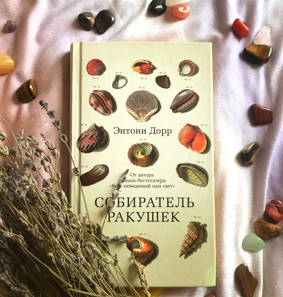 Собиратель ракушка аудиокнига. Дорр э. "собиратель ракушек". Энтони Дорр. Собиратели ракушек. Собиратели ракушек книга.