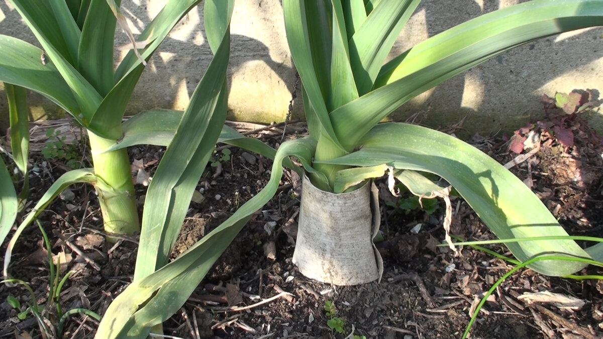 лук-порей выращенный из луковицы