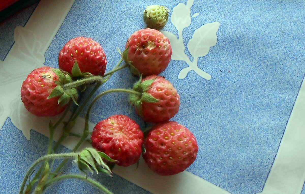 А это урожай. Очень вкусные ягоды. А по аромату  любой сортовой фору даст.