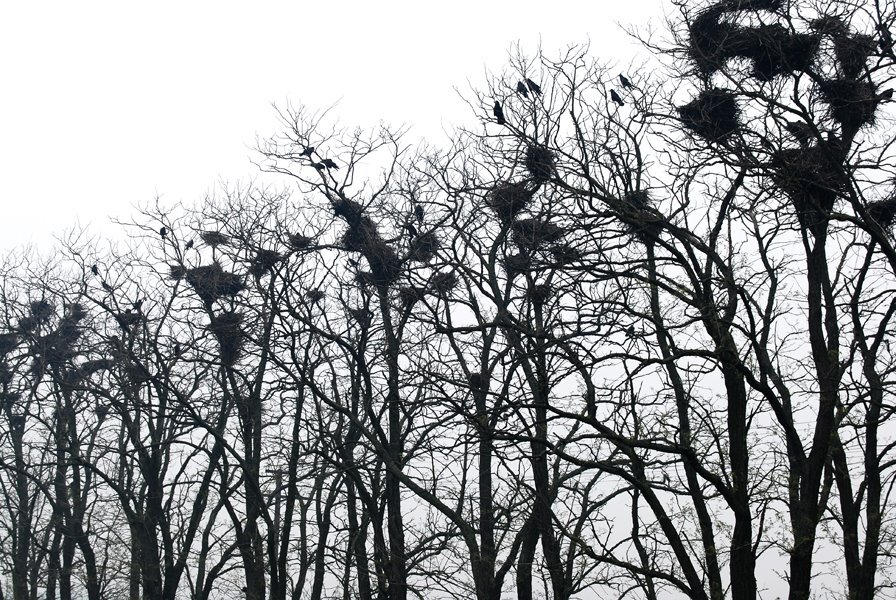 Русский язык 2 класс. Задания по русскому языку 2 класс в учебнике. Гнезда птиц для дошкольников. Дидактическая игра птицы. Гнездо вьюрка.